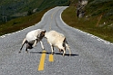 13_nor_0708_4195