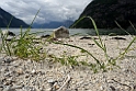 13_nor_1108_d6c_3561