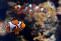 13_2803_aqua_2425