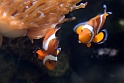 13_2803_aqua_2429