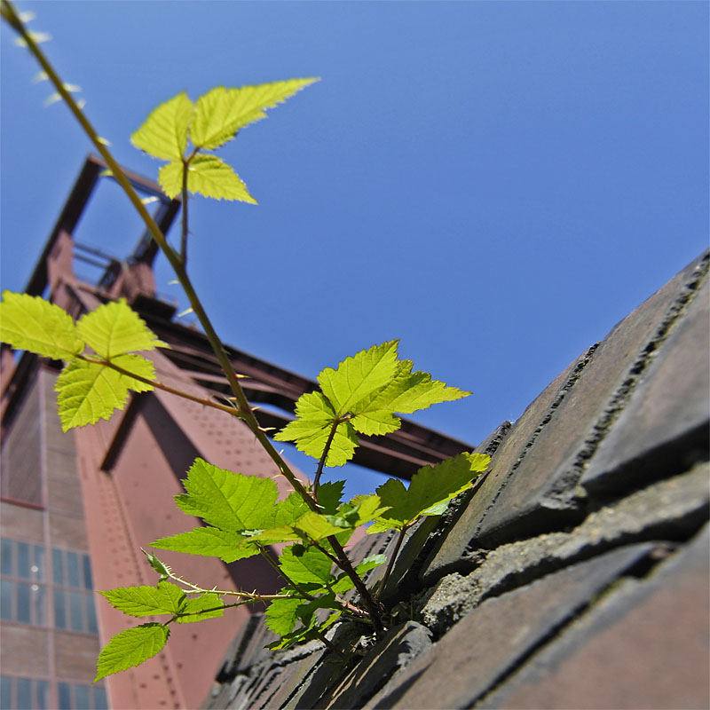 zollverein4