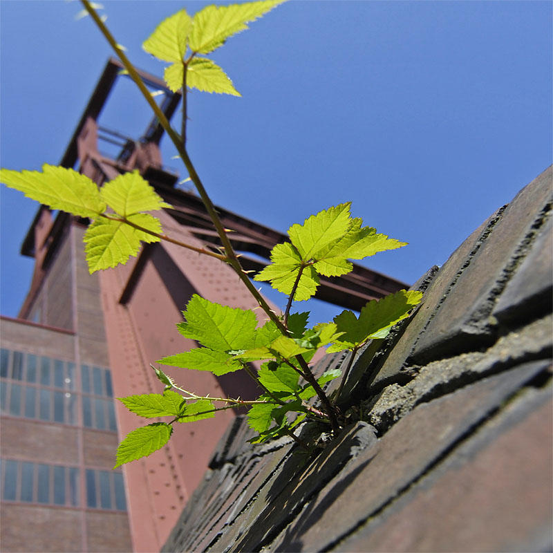 zollverein4n